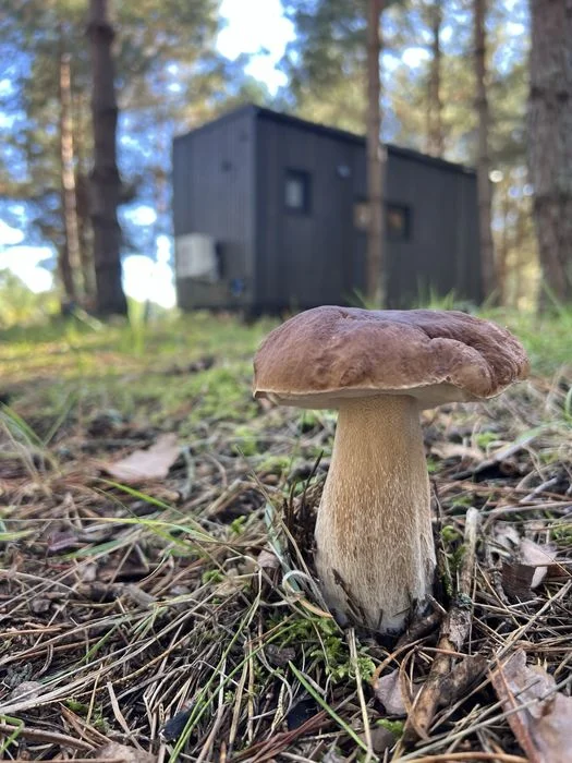 Domek letniskowy, całoroczny z balią, jacuzzi Tiny House „Sosnowa Baza” Jezioro, lasy – zdjęcie 12