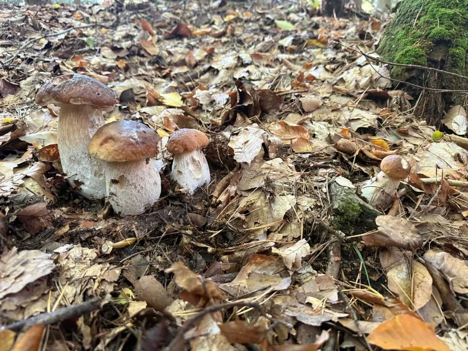 Grzyby Borowik Szlachetny suszony w całości (NIE krajanka) ŁÓDŹ – zdjęcie 7