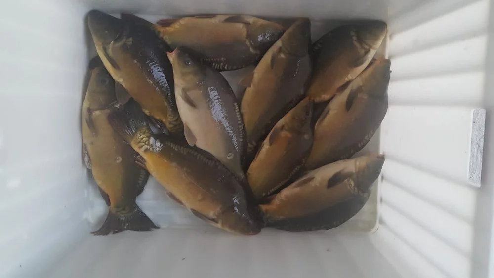 Karp żywy, handlowy, zarybieniowy, hurt