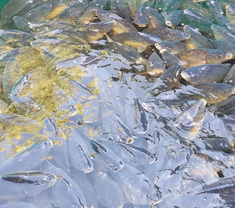 Karp żywy, handlowy, zarybieniowy, hurt – zdjęcie 2