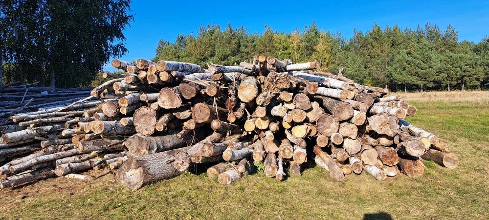 Sprzedam drewno na biomasę , zrębki – zdjęcie 4