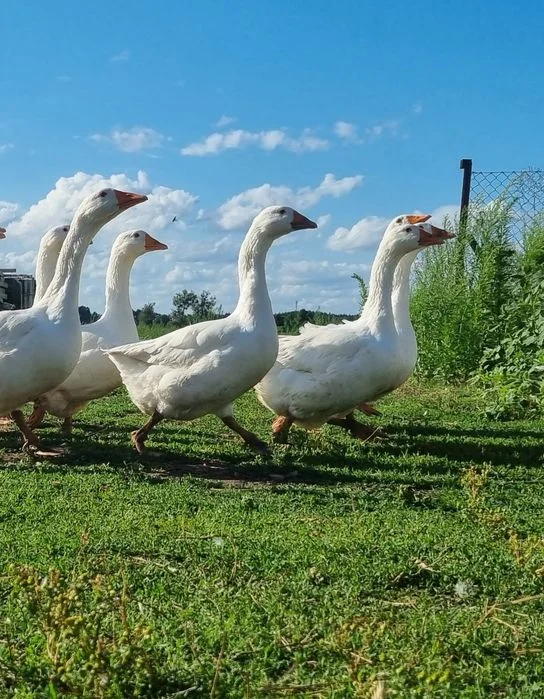 Gęsi kołudzkie owsiane – zdjęcie 2