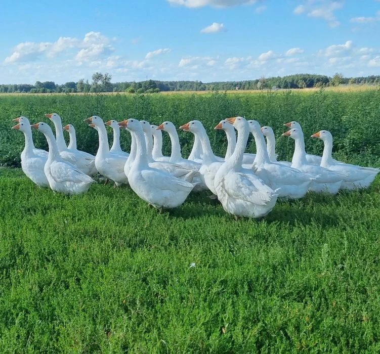 Gęsi kołudzkie owsiane