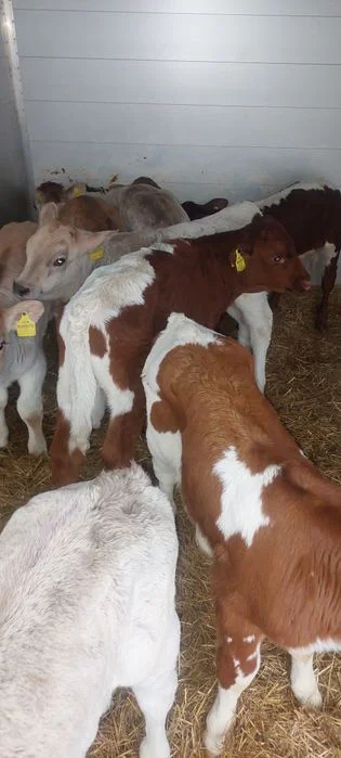 Byczki miesne cieleta Suchowola – zdjęcie 2