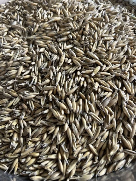 Owies opalowy, pellet – zdjęcie 3