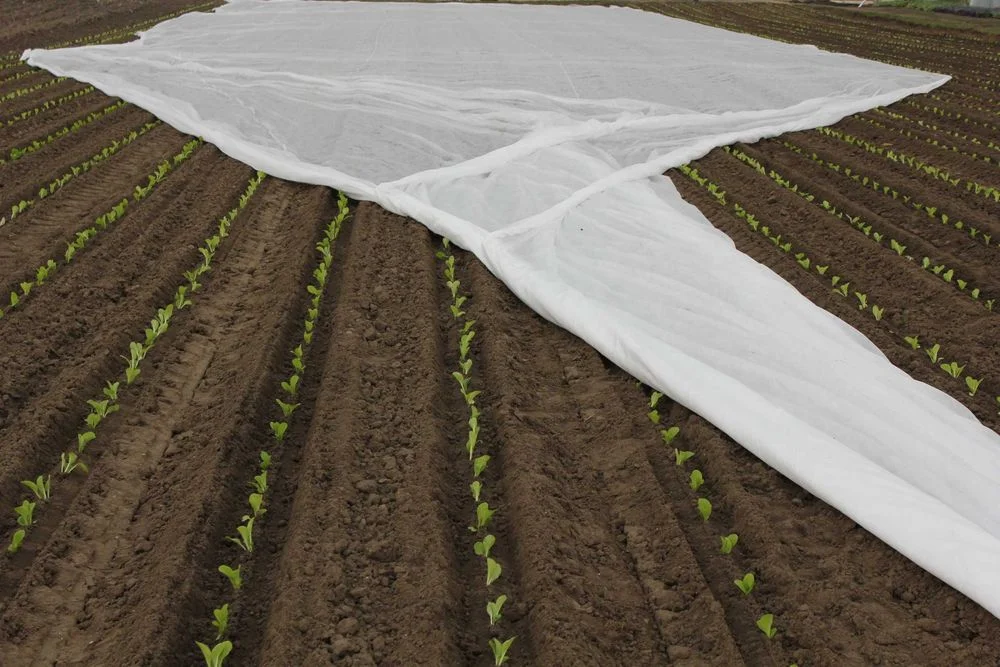 Agrowłóknina P30 PROMOCJA 10.50x100 biała PROMOCJA ! – zdjęcie 5