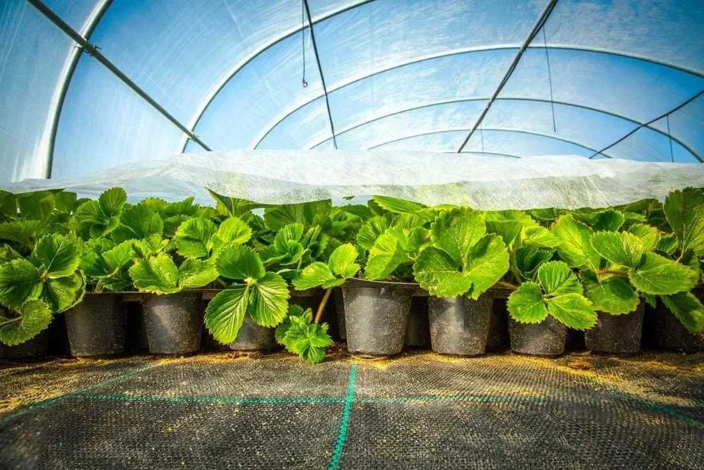Agrowłóknina P30 PROMOCJA 10.50x100 biała PROMOCJA ! – zdjęcie 4