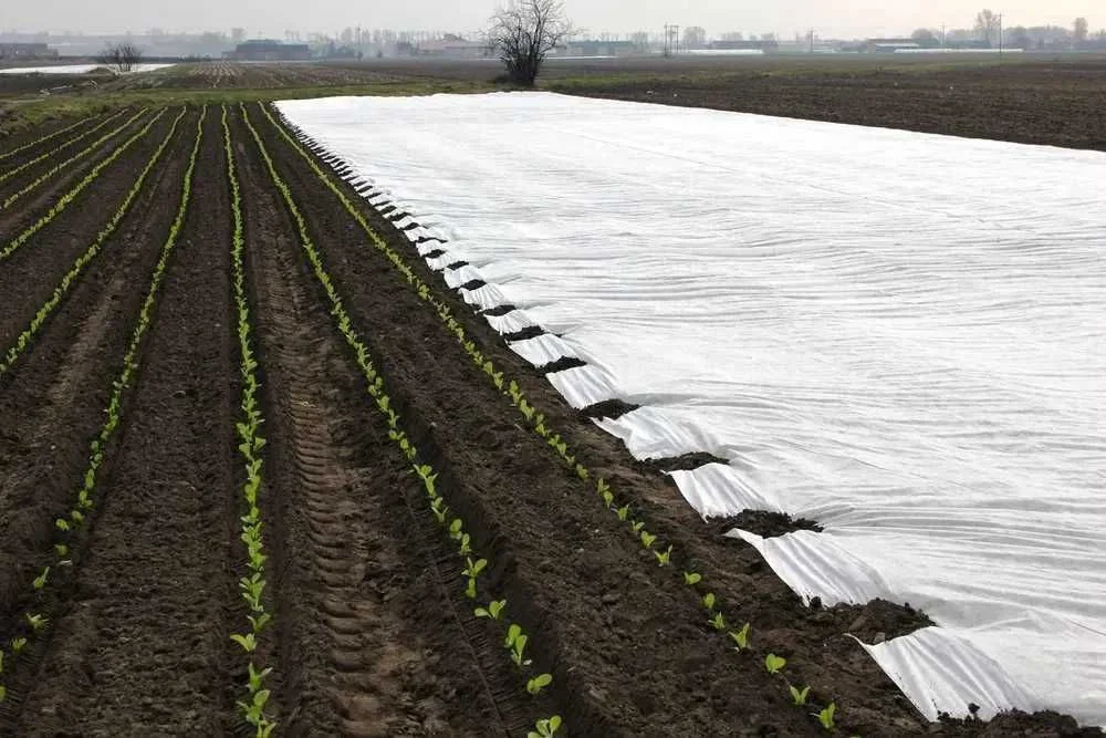 Agrowłóknina P30 PROMOCJA 10.50x100 biała PROMOCJA ! – zdjęcie 2