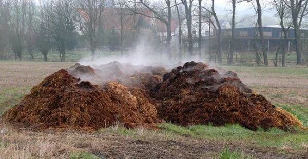 Obornik przemaserowany – zdjęcie 2