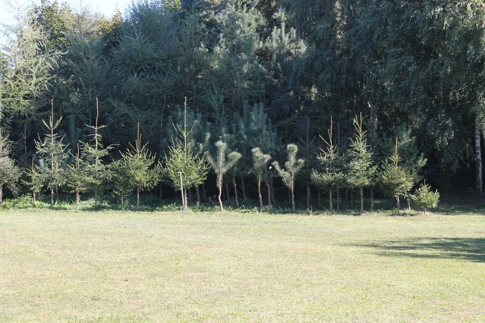 CZTERY STAWY- agroturystyka WAKACJE DOMEK ,NOCLEGI wędkowanie – zdjęcie 7