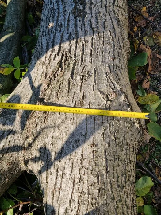 Orzech włoski w kłodzie – zdjęcie 6