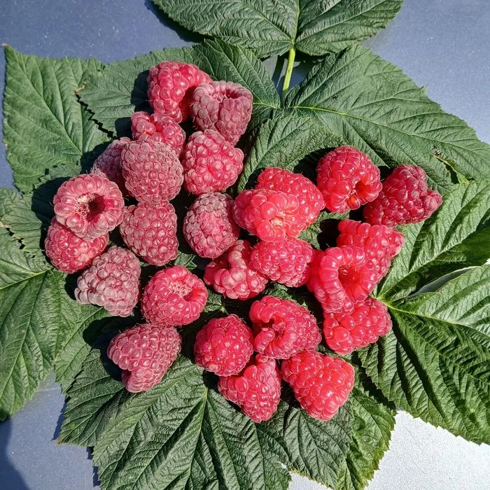 Sadzonki maliny mapema – zdjęcie 3