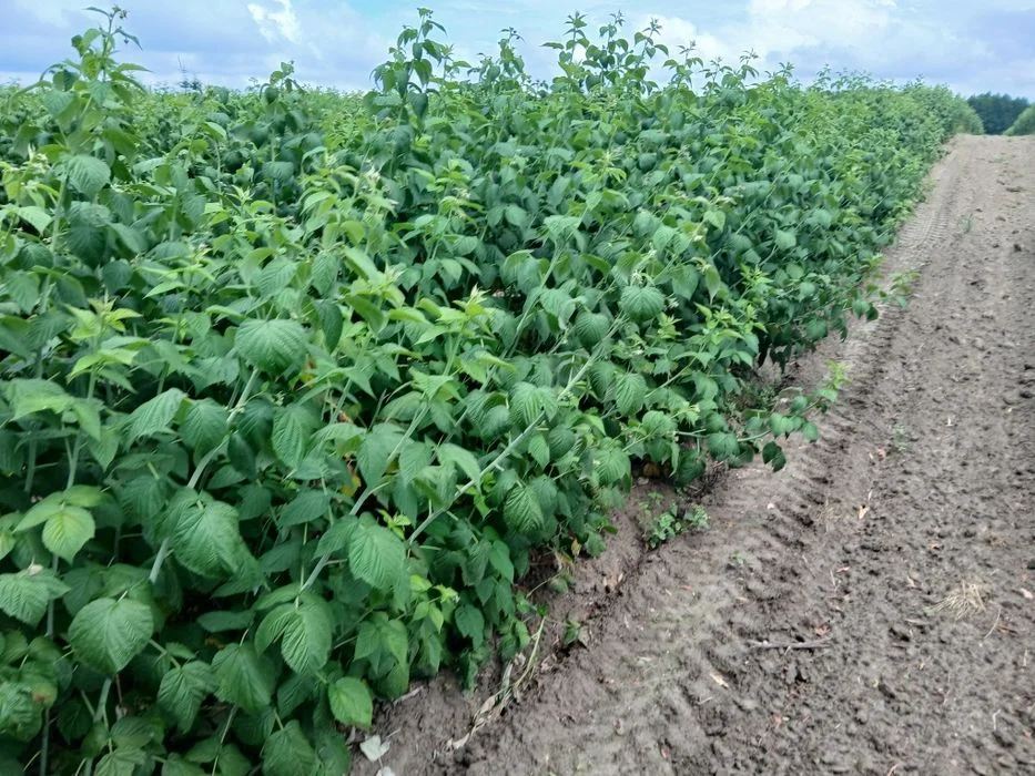 Sadzonki maliny mapema – zdjęcie 2