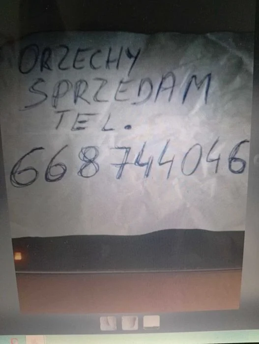 ORZECHY Włoskie w skorupie – zdjęcie 3