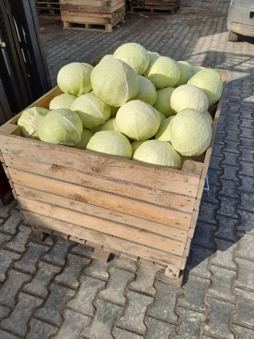 Kapusta biała . .