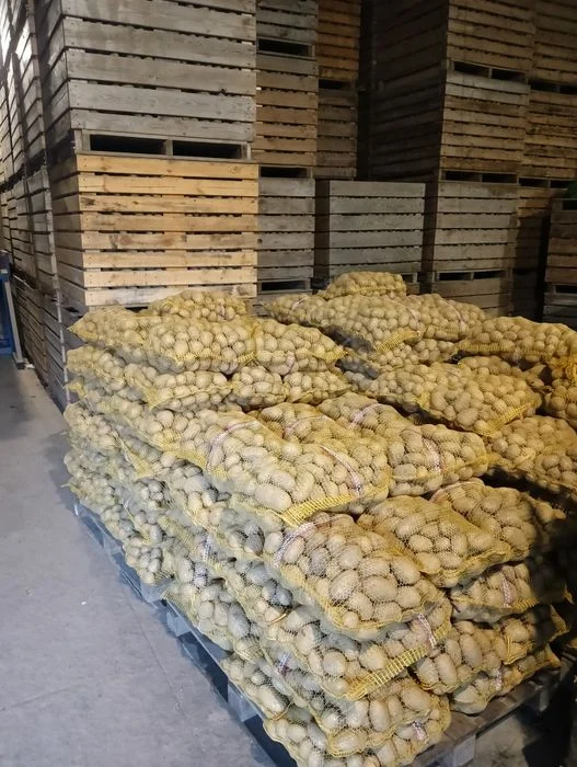 Ziemniaki Kartofle Pyry Katering Restauracja Stołówka – zdjęcie 2