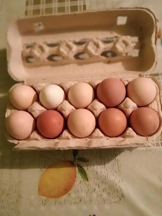 Sprzedam mleko od krowy oraz jajka wiejskie – zdjęcie 3