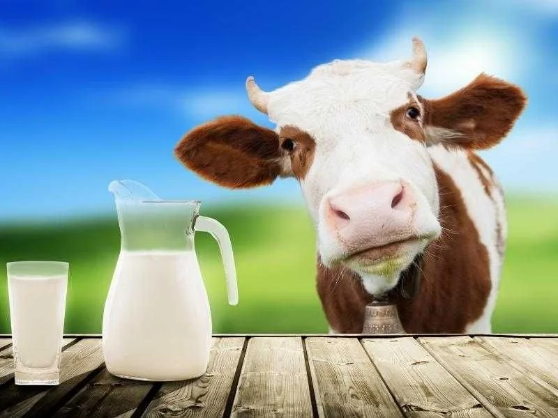 Sprzedam mleko od krowy oraz jajka wiejskie – zdjęcie 2