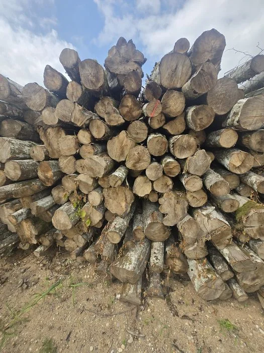 Sprzedam drewno opałowe połupane kominkowe popiłowane pocięte dowóz darmowy gratis Augustów – zdjęcie 3
