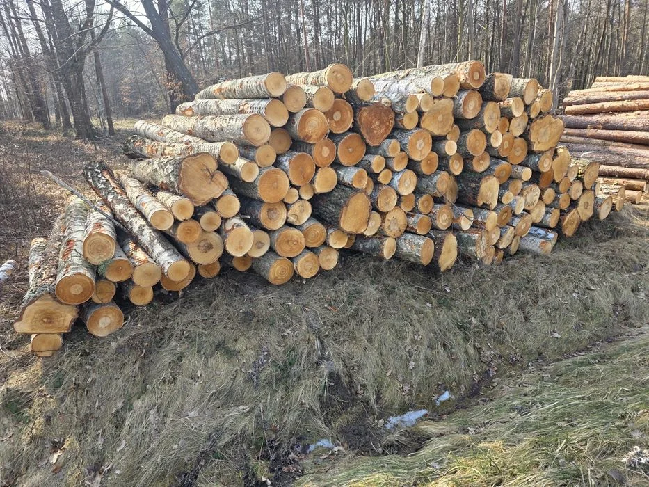 Brzoza, Olcha, Dąb, Akacja, Sosna 2.5m – zdjęcie 3