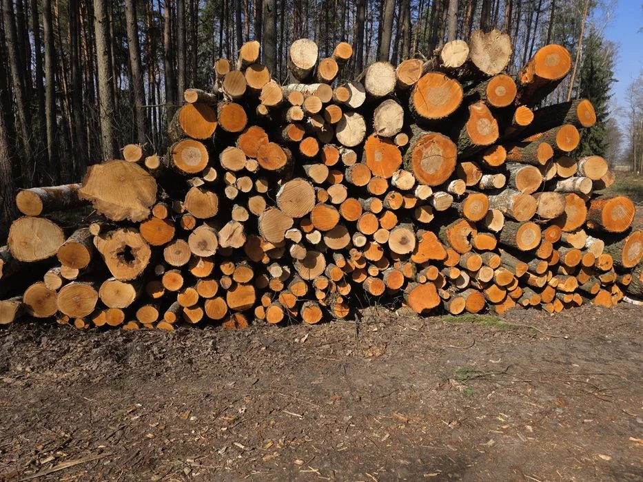 Brzoza, Olcha, Dąb, Akacja, Sosna 2.5m