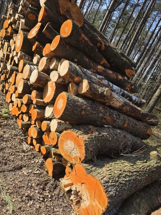 Brzoza, Olcha, Dąb, Akacja, Sosna 2.5m – zdjęcie 6