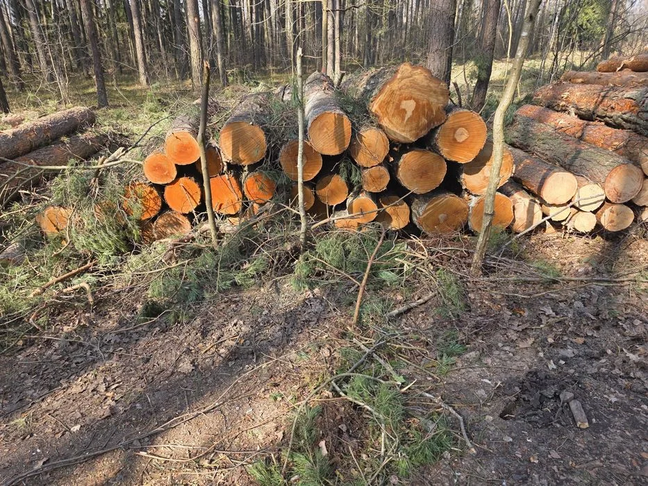 Brzoza, Olcha, Dąb, Akacja, Sosna 2.5m – zdjęcie 5