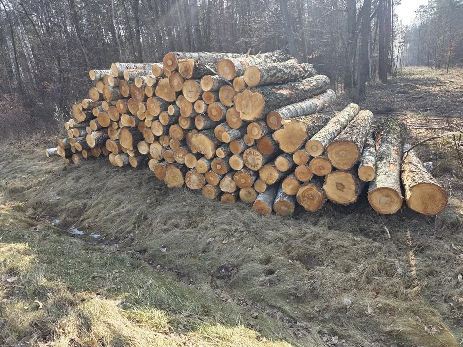 Brzoza, Olcha, Dąb, Akacja, Sosna 2.5m – zdjęcie 2