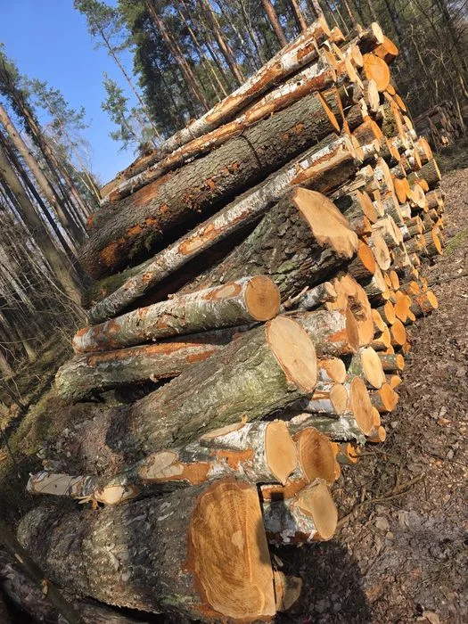 Brzoza, Olcha, Dąb, Akacja, Sosna 2.5m – zdjęcie 7