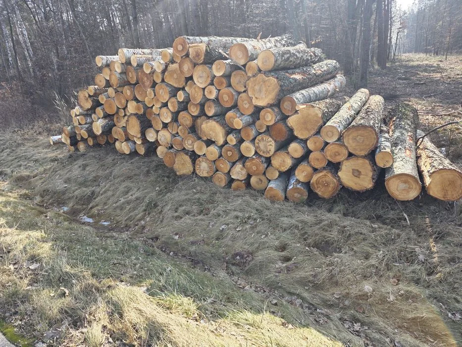 Brzoza, Olcha, Dąb, Akacja, Sosna 2.5m – zdjęcie 4