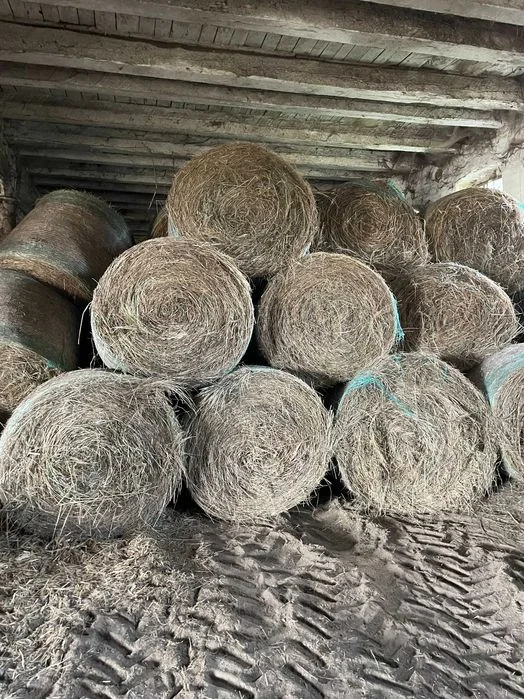 Siano w belach 130x120 tegoroczne 2026 – zdjęcie 3