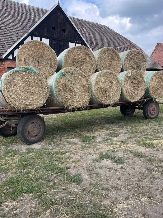 Siano w belach 130x120 tegoroczne 2026 – zdjęcie 2