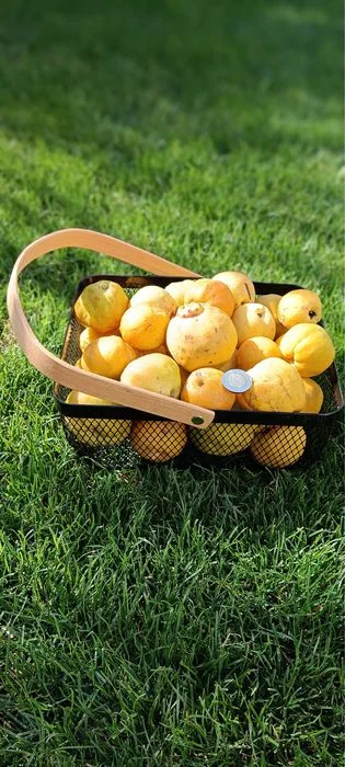 Pigwowiec 5 kg naturalna uprawa dojrzałe owoce – zdjęcie 4