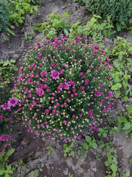 chryzantema, chryzantemy – zdjęcie 5