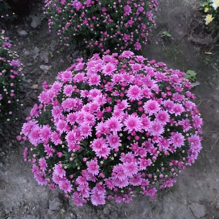 chryzantema, chryzantemy – zdjęcie 7