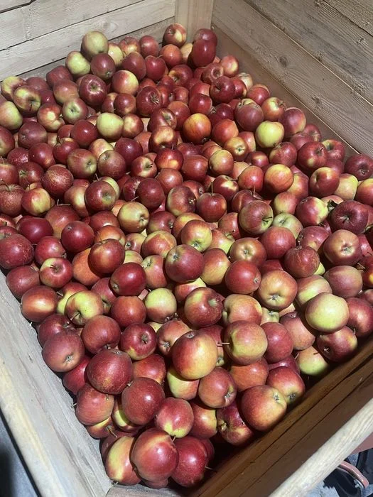 Świeże owoce -Jablka -Śliwki -Maliny – zdjęcie 6
