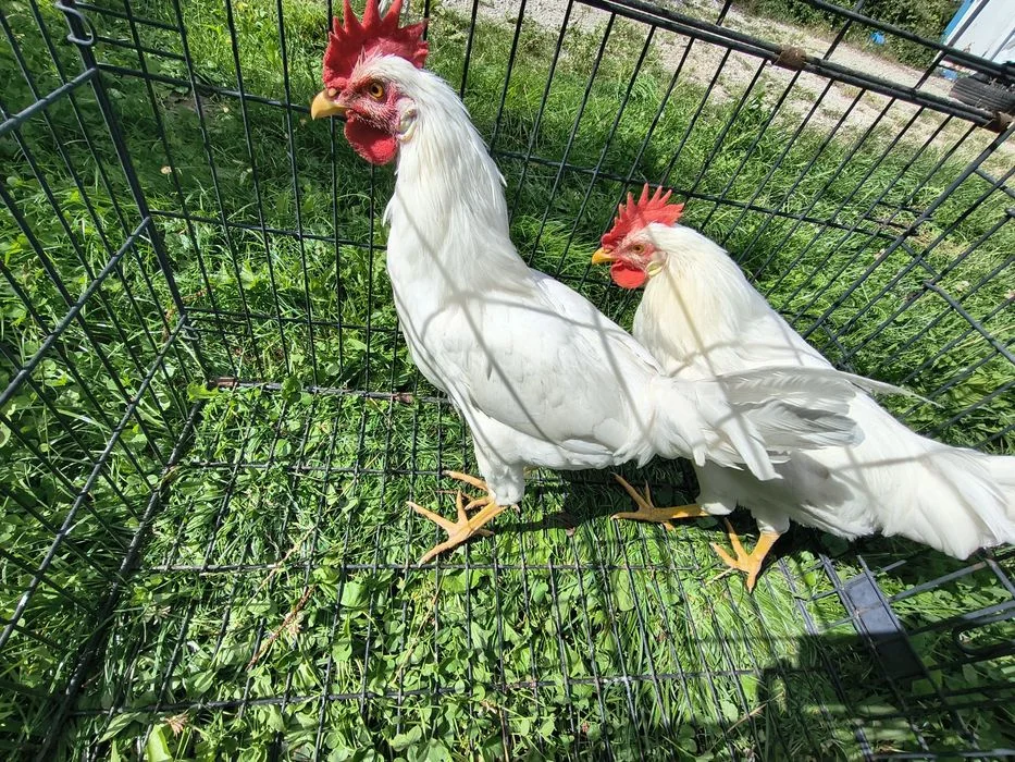 Kogut leghorn, młody, 6 mies.