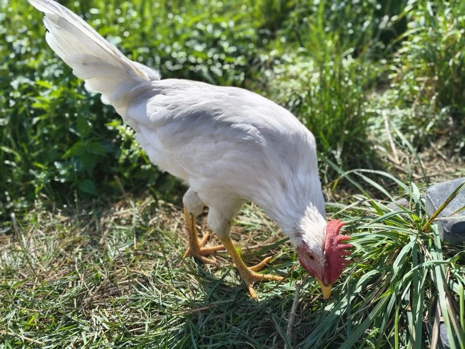 Kogut leghorn, młody, 6 mies. – zdjęcie 2