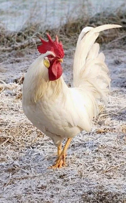 Kogut leghorn, młody, 6 mies. – zdjęcie 4