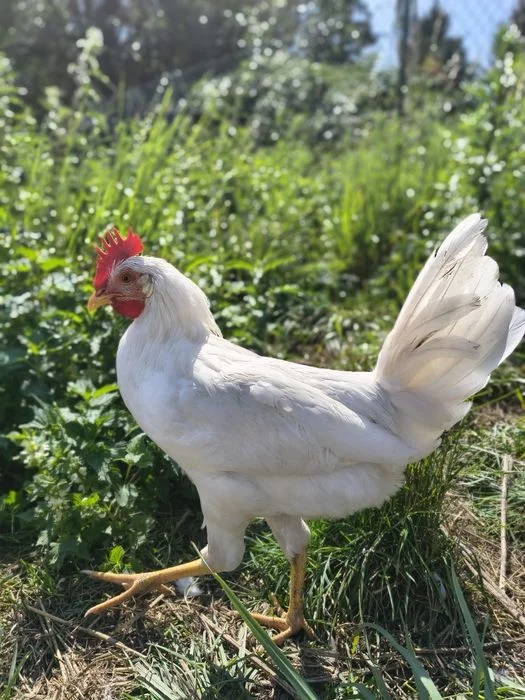 Kogut leghorn, młody, 6 mies. – zdjęcie 3