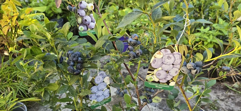 Borówka Amerykańska CHANDLER sadzonki borówek – zdjęcie 6