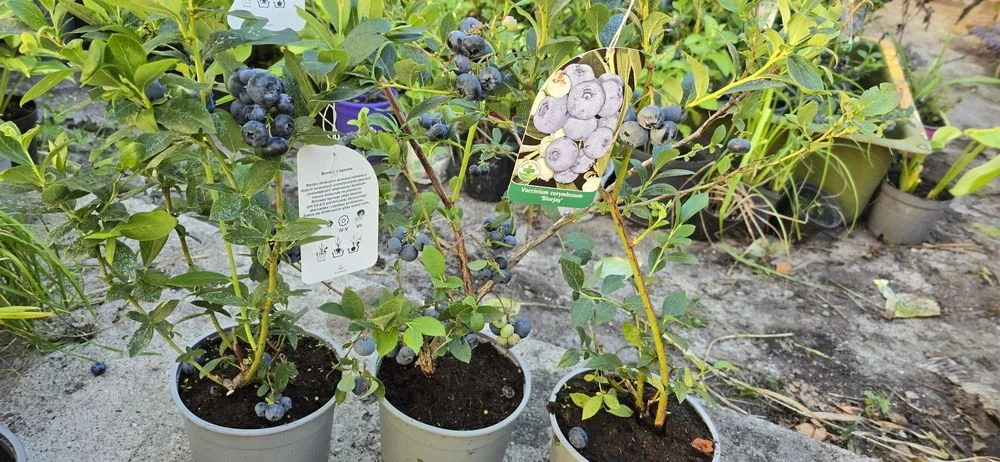 Borówka Amerykańska CHANDLER sadzonki borówek – zdjęcie 7