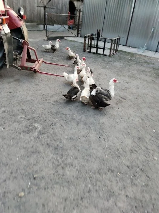 Sprzedam kaczki czterotygodniowe z kaczką