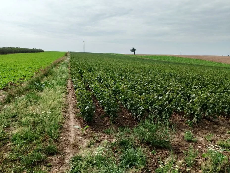 Sadzonki Porzeczka czarna różne Agrest Biały czerwony – zdjęcie 2