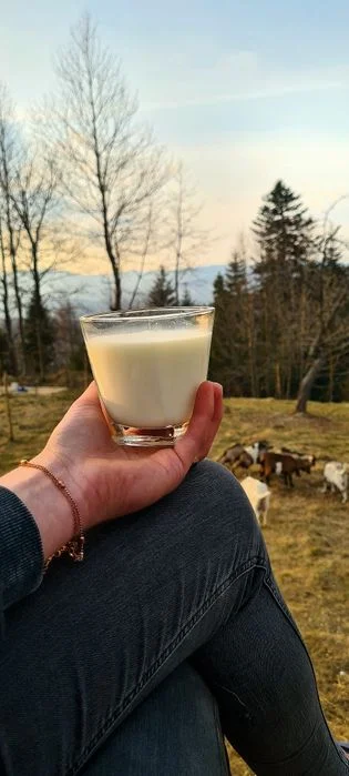 Mleko i sery kozie – zdjęcie 3