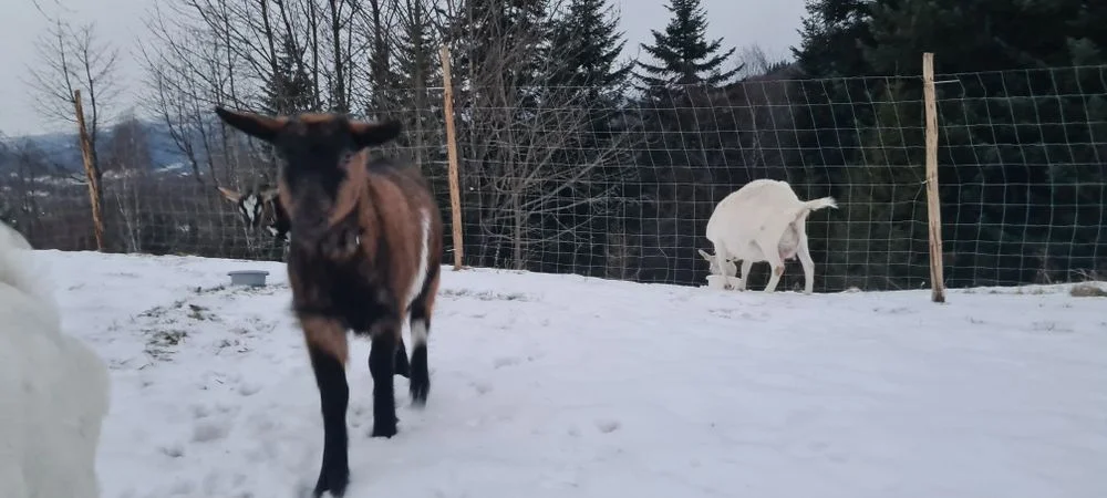 Mleko i sery kozie – zdjęcie 5