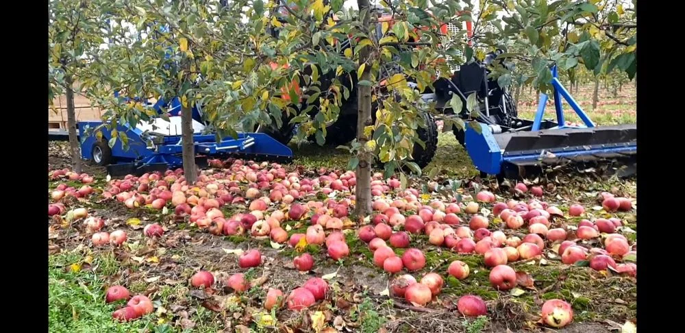 Kombajn do zbioru jabłek przemysłowych AP100, zbieraczka do jabłek – zdjęcie 8