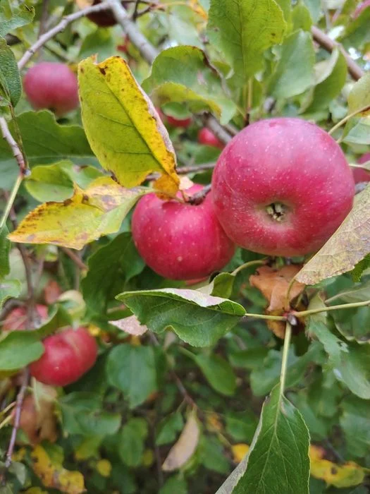 Jabłka ekologiczne ,bez oprysków – zdjęcie 2