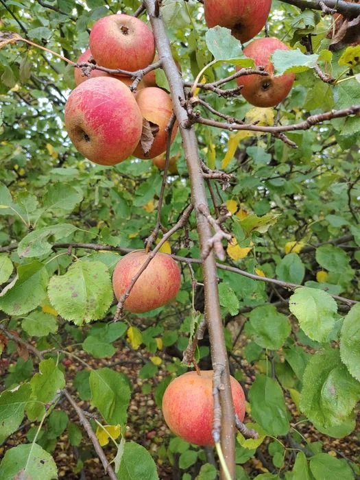 Jabłka ekologiczne ,bez oprysków – zdjęcie 3