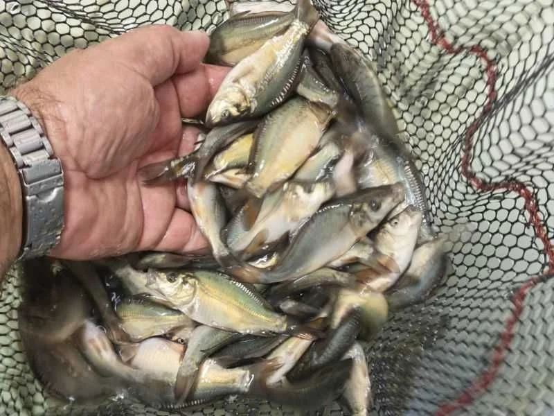Karp Zarybieniowy Królewski , Pełnołuski Ryby Do Stawu